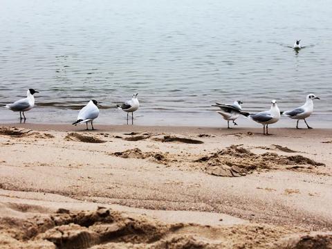 Seeluftsegler ... M&ouml;wen am Strand